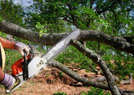 Best Storm Damage Tree Cleanup  in Tompkinsville, KY